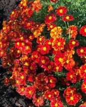 French Marigold Disco Red Beneficial Flowers In Gardens Usa 100 Seeds From US - £7.49 GBP