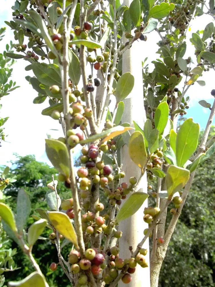 Red Stopper Eugenia Rhombea, Florida Native Wild Bird Tree Bonsai Seed 10 Seeds - $11.82