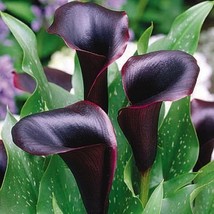 75 Red Edge Black Calla Seeds Balcony Potted Bonsai Patio Plant  - £6.27 GBP