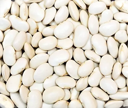 40 seeds Bean Dry Great Northern Plant Heirloom Seeds Quickly Enjoy Sooner - £8.39 GBP