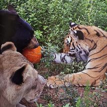 Unlikely Friendships Jennifer S. Holland Gift Book Adorable Animal Stories image 5