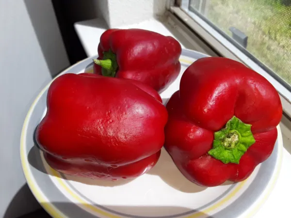 30 Giant Chinese Sweet Bell Pepper Seeds Fresh Garden - £7.82 GBP