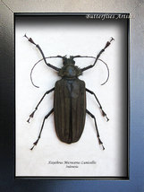 Xixuthrus Microcerus Lunicollis XL RARE Real Beetle Framed Entomology Shadowbox - £98.99 GBP