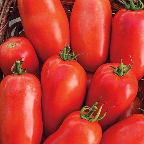 GIB Roma Tomato 10 Vegetable Seeds -  - $2.00