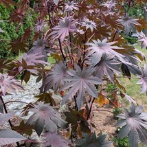 15 New Zealand Purple Castor Bean Seeds Organic Fresh Seeds Fast Shipping - £12.29 GBP