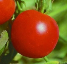 HGBO Siberian Tomato Seeds 50 Seeds Determinate Cool Season Vegetable Ga... - $8.72