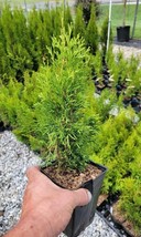 VP ( 4 ) - Emerald Green Arborvitae Tree ( Thuja ) - ( 1 Qt ) ( 4 Live Plants ) - £56.05 GBP