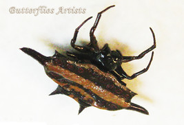  Real Blunt-spined Kite Spider Gasteracantha Sturi Framed Entomology Shadowbox - $54.99