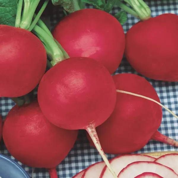 500 Champion Radish Radish Large Radish Fresh Seeds - £10.19 GBP