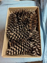 Eastern White Pine Cones (bug free) Fresh Natural Crafting Supplies 5&quot;to 8&quot; - £7.62 GBP