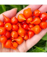 Red Biquinho Aka Little Beak Sweet Pepper Seeds Vegetable Seeds Fresh Gardening  - $14.01
