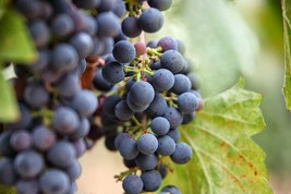 30 Grape Vine Seeds Vitis Vinifera Fruit Bonsai - $8.66