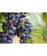 30 Grape Vine Seeds Vitis Vinifera Fruit Bonsai - €7,48 EUR