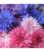 Cotton Candy Mix Tall Bachelor Button Edible Wild Flower Cornflower Easy... - $241.10 MXN