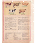 1943 Dairy Cow Score Card - The Purebred Dairy Cattle Association - £3.08 GBP