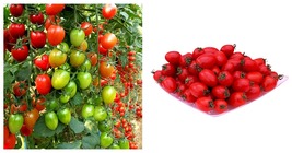 5 Bags (200 Seeds / Bag) of &#39;Red Saint&#39; Cherry Tomatoes Seeds - £17.32 GBP
