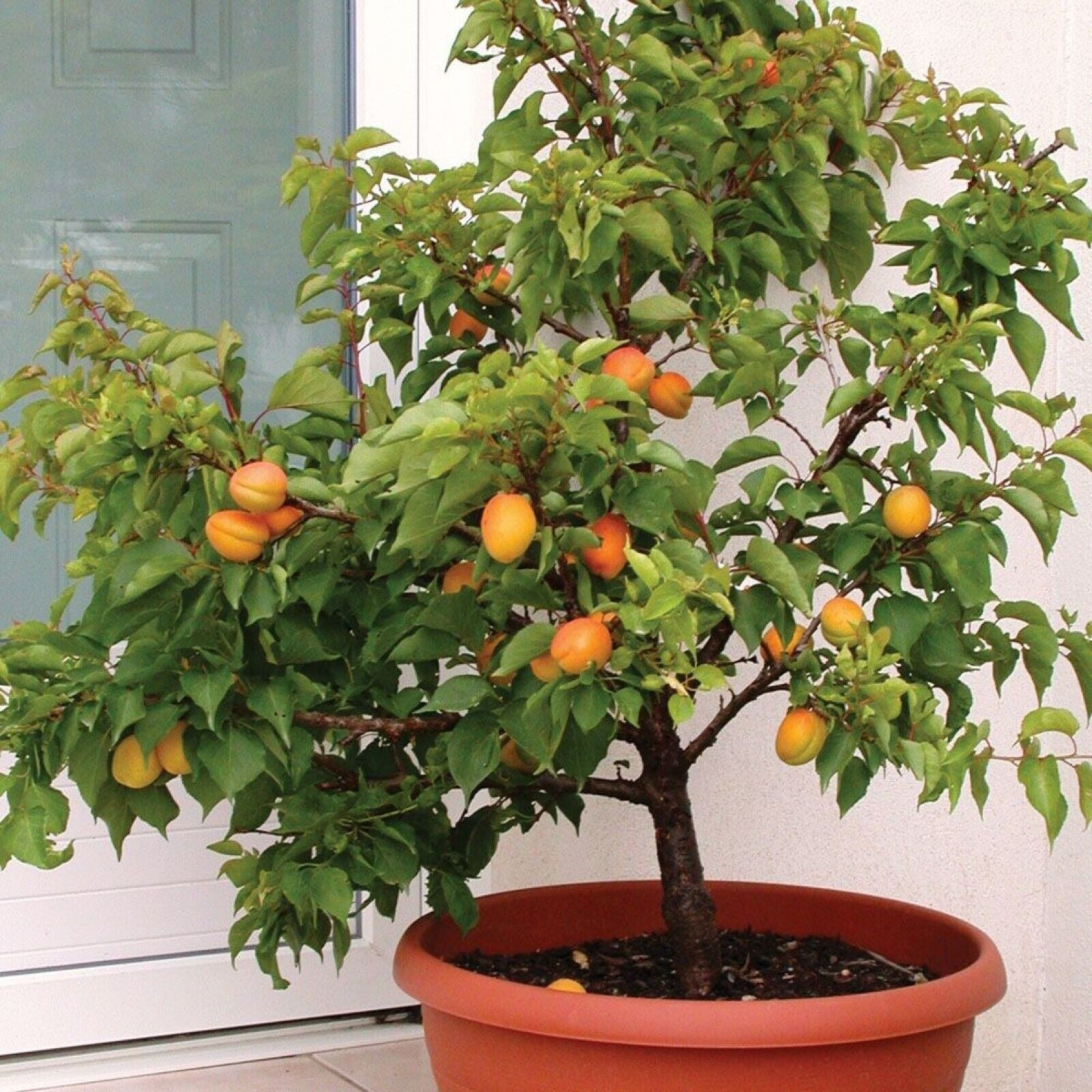 5 Dwarf Apricot Tree Prunus armeniaca Organic Pre-Stratified seeds