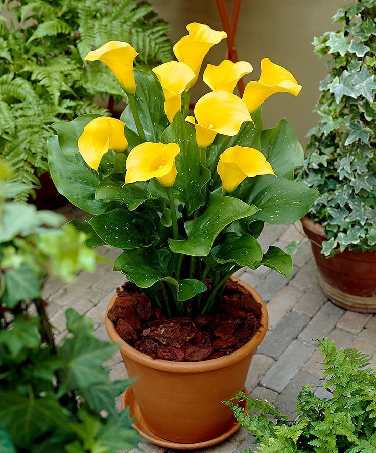 50 Yellow Zantedeschia Aethiopica, Calla Lily Seeds