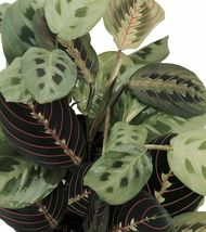 4&quot;Pot Two Maranta Red Prayer Live Plant Naturally Air Purifying HousePlant Indoo - £50.34 GBP