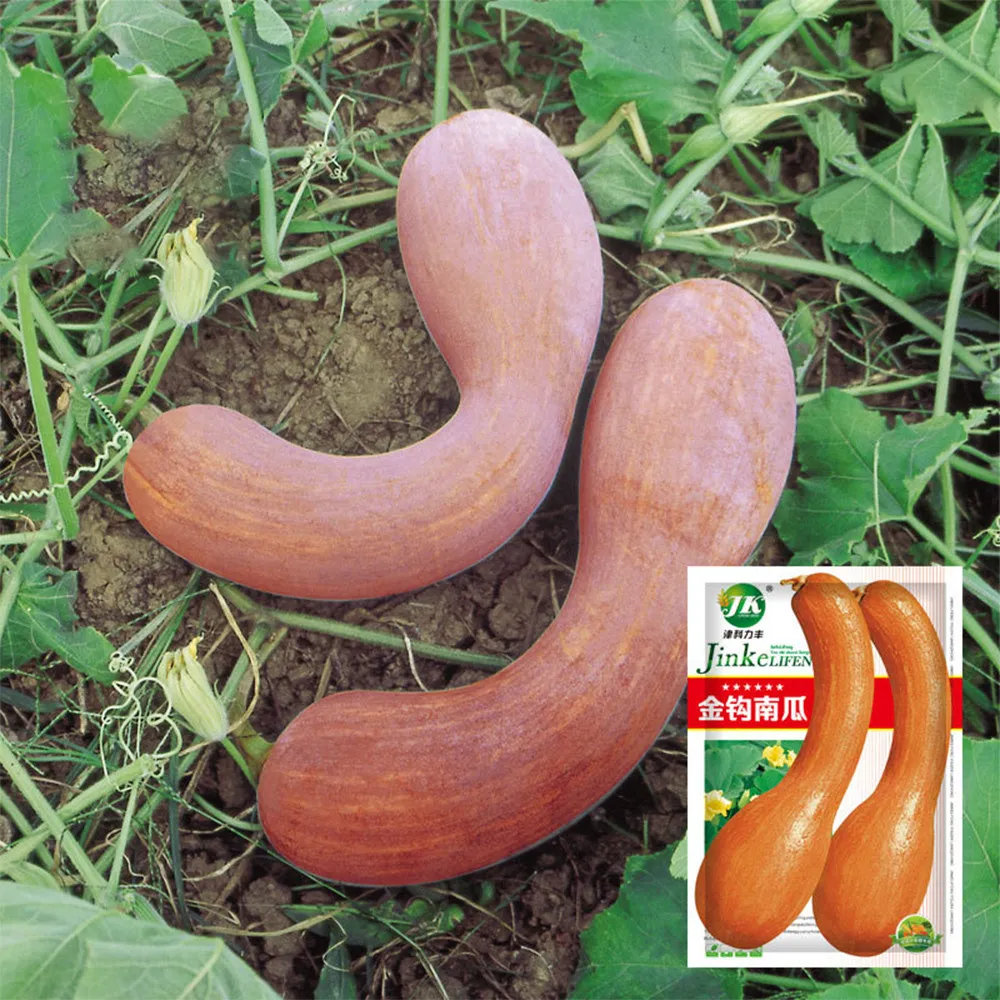 New 5 bags Golden Hook Pumpkin Seeds - $16.49
