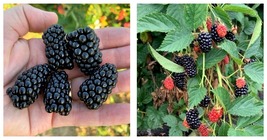 Live Thornless Blackberry Plants. 4 Prime Ark Freedom Cold Hardy - £47.17 GBP