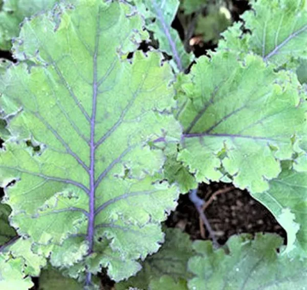 Scarlet Kale Seed Non Gmo 100+ Seeds Fresh Garden - £3.01 GBP