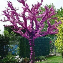 Judas Tree Seeds (Cercis siliquastrum) Mediterranean Redbud Flowers - $13.90