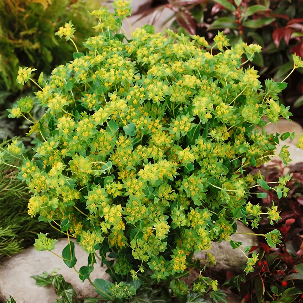 US Seller 300 pcs seeds Bupleurum chinense Seeds HIGH GERMINATION - £7.89 GBP