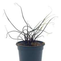 Alocasia Flying Squid Plumbae, 4 inch, Rare House Plant - £22.31 GBP