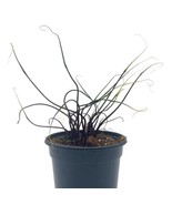 Alocasia Flying Squid Plumbae, 4 inch, Rare House Plant - $27.83