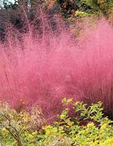 50 Pcs Pink Muhly Grass Seeds Cotton Candy Grass - Muhlenbergia Capillaris Seed - £12.45 GBP