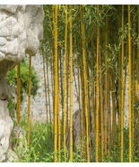 50+Golden Bamboo Seeds Yellow Crookstem Bamoo Cold Hardiness - $7.83