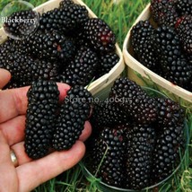 Natural Dark Black Mulberry 50 Seeds Nutritious Delicious Edible Fruits E3609 Fr - $9.86