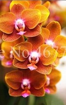 US Seller 100Pcs Cymbidium Floribundum Orchid Seeds Redish Brown Flowers... - £9.54 GBP