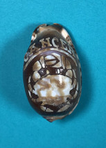 Vintage Tiger Cowry Seashell Scrimshaw Carved Cancer Perfect Cypraea Tigris - £9.30 GBP