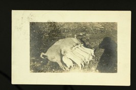 1916 Postal History Postcard Rppc Pig Photo Nursing Piglets Syracuse Ny Rpo - £15.53 GBP