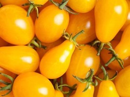 SGHOST Yellow Plum Tomato Seeds ****Bulk 100 Per Pkt * Flavorful * Preserves &amp; S - £6.82 GBP