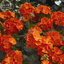 PWO Fresh Geranium Maverick Orange Perennial Flower Seeds, 10 Seeds, Bright Oran - $3.44