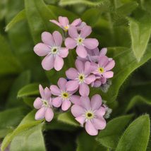 50 Seeds Pink Chinese Forget-Me-Not Flower Cynoglossum Self Seeding Annual  - £13.01 GBP