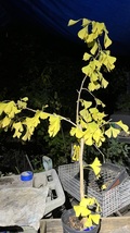 Ginkgo #20, exact plant, 4-5 years old. Shipped with roots wrapped. No s... - $120.00