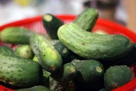 FMG Cucumber Pickling Canning Pickle 55 Seeds Groco Fast Grow - $9.25