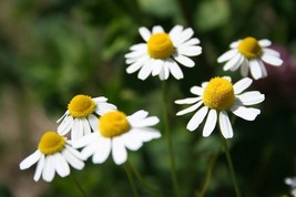 200 seeds german chamomile herb ~ heirloomseedguy - $85.37 MXN