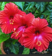 USA SELLER Madagascar Hibiscus Moscheutos Hibiscus Seed Pack 10 Rose Of ... - $12.69