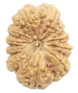 Rare Super Collector 11 Mukhi Rudraksha With 11 Complete Seeds - 35.88mm... - €773,97 EUR