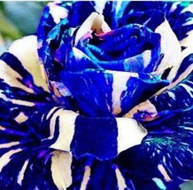 SL 3Pcs Adenium Obesum Seeds Blue With White Stripes - £3.20 GBP