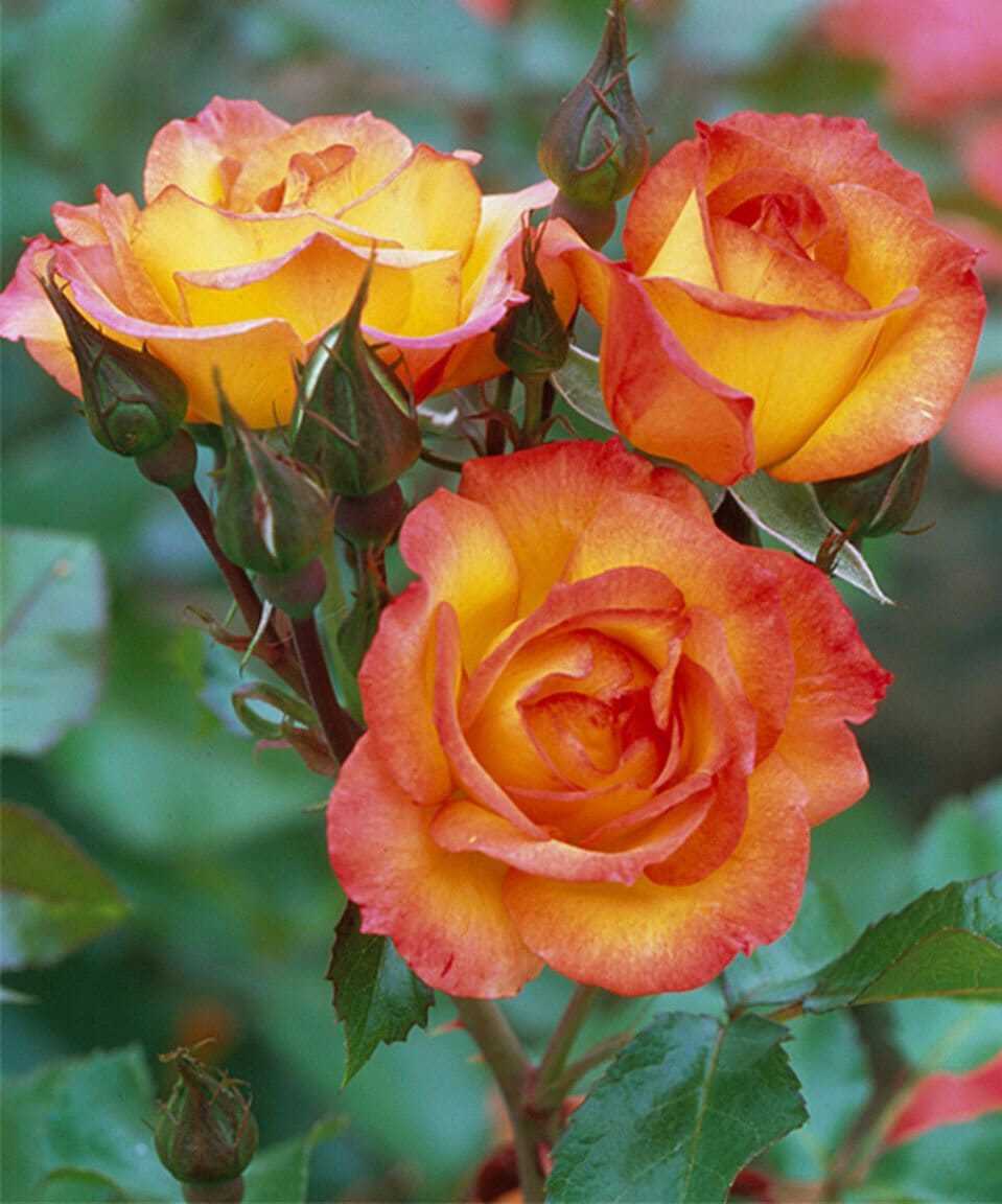 940 Seeds Dark Red Gold Rose Bush Flower Perennial - Seeds & Bulbs