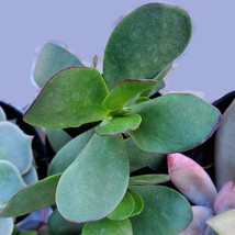 Cotyledon Mint Truffles Succulent, Live 2 inch plant, emerald green red ... - £6.37 GBP