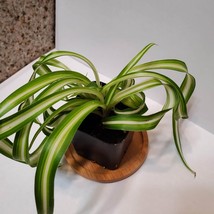 Curly Spider Plant, Chlorophytum comosum Bonnie, 2 inch Live Plant, House Plant image 3