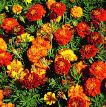 Marigold French Sparky Mix 100+ Seedsen Pollinated Free Ship - $9.98