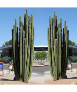 10 Seeds Pachycereus Marginatusi Mexican Fencepost Cactus Seeds USA SELL... - $6.22